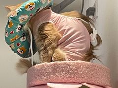 -纳吉亚猫专科动物医院·北北分院