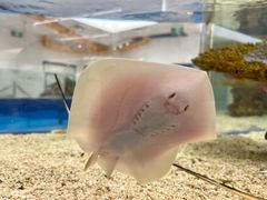 -上海海洋水族馆