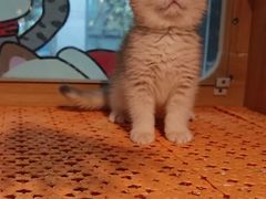 -欣宠猫屋·矮脚拿破仑·蓝金金渐层
