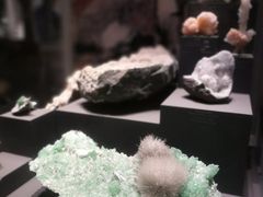 -美国自然历史博物馆