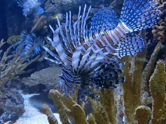 -瑞普利水族馆