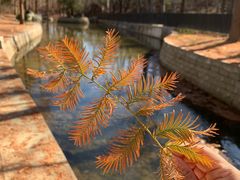-白水寺森林公园