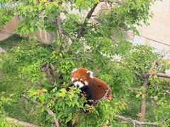 -青藏高原野生动物园