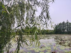 -上海长兴岛郊野公园