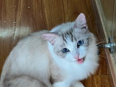 -喵百万·布偶·蓝金金渐层英短·猫舍(百子湾店)