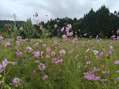 -武陵山森林公园