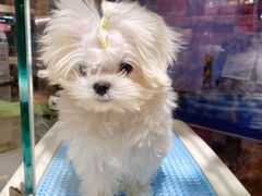 -FAELING PETS美天灵宠物(富力广场店)