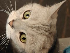 -Anne猫窝咖啡屋