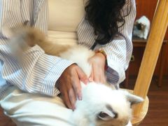 -楼上猫咖(罗湖店)
