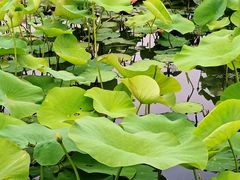 -亚沙水生植物园
