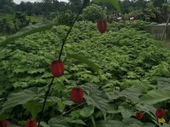 -云南邹记天麻火腿鸡(簇桥店)