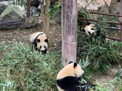 景点-成都大熊猫繁育研究基地