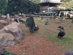 -昆明动物园
