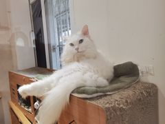 -有猫主题·治愈系猫咖(曾厝垵店)