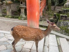 -奈良公园