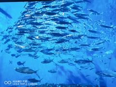 -成都浩海立方海洋公园