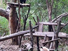 景点-成都大熊猫繁育研究基地