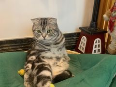 -Catmate·猫肥家润(金润铂宫店)