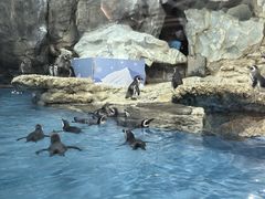 -帝企鹅自助餐厅•儿童岛•真企鹅(长隆企鹅酒店)