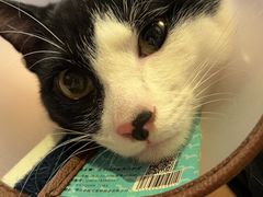 -艾贝尔宠物医院·24H转诊中心·肿瘤猫专科(江宁双龙店)