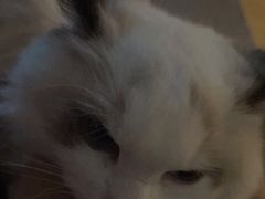 -芭比堂动物医院·犬猫全科·异宠专科(雁塔分院)