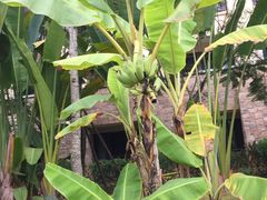 -西双版纳融创皇冠假日度假酒店