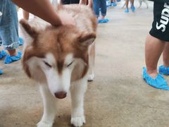 -TrueLove @ Neverland (Husky Cafe)