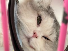 -喜多萌中农锦绣动物医院24H·猫科·牙科MRI·CT