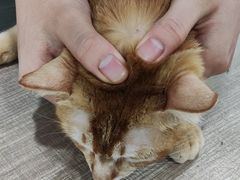 -荔康动物医院(康王北路店)