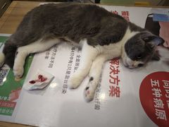 -玖佳宠物医院·泌尿·骨科·中老年病
