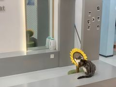 -糯米喵星人·撸猫猫舍咖啡馆(西市场嘉华店)