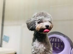 -momokira米努特·德文卷毛猫·棉花面纱犬