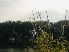-梁鸿国家湿地公园