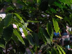 -Torch Coffee 炬点咖啡