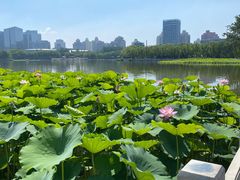 -莲花池公园
