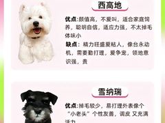 -翊宠yipet猫狗购宠庄园犬舍•猫舍