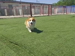 -宠物寄养训练学校