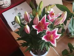 -秦美花卉(天朗·莱茵小城2期店)