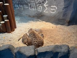 -Zoolung Zoolung动物主题公园(海信广场店)