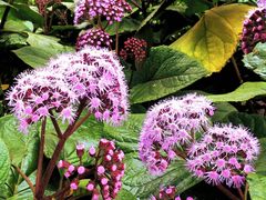 -墨尔本皇家植物园