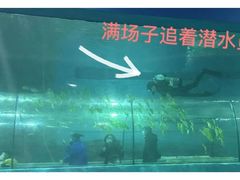 -苏州海洋馆
