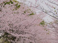 -高东镇樱花园