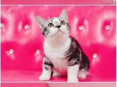 -Bastet sally猫舍购宠(静安店)