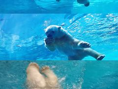 -珠海长隆海洋王国