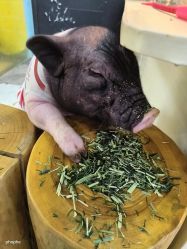 -神奇动物撸宠馆·羊驼·小浣熊·异宠(豫园店)