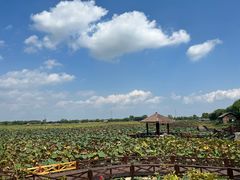 -焦岗湖旅游度假区