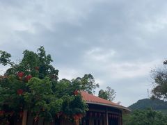 -雁南飞茶田景区