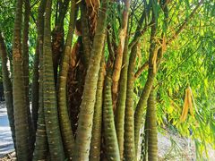 -华南国家植物园-售票处