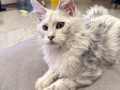 -帕帕拉兹宠物(亚洲旗舰店)