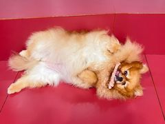 -和它·交个朋友·狗咖猫咖(爱琴海店)